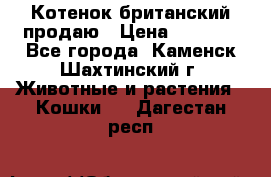 Котенок британский продаю › Цена ­ 3 000 - Все города, Каменск-Шахтинский г. Животные и растения » Кошки   . Дагестан респ.